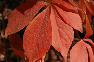 Red leafs closeup shot. Macro leaves photography.
