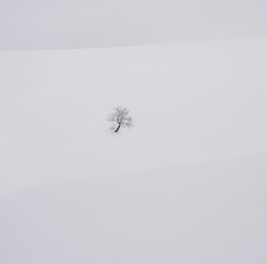 Lonely tree in the mountains