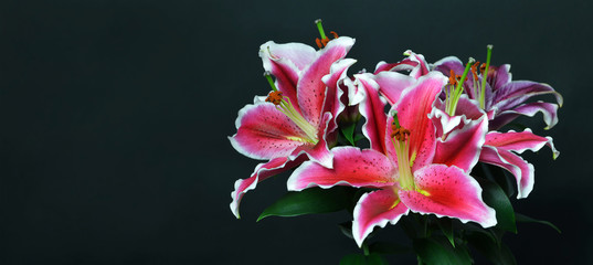 MothersDay card. Lily flowers on dark background with copy space