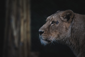 Close-up of a lioness from the side