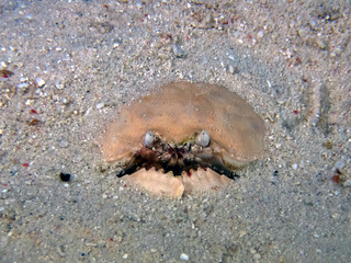 Smooth Box Crab (Calappa calappa)