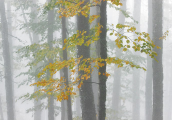 Autumn morning in the misty woods. Magical foggy atmosphere. Mysterious dark beech forest in fog 