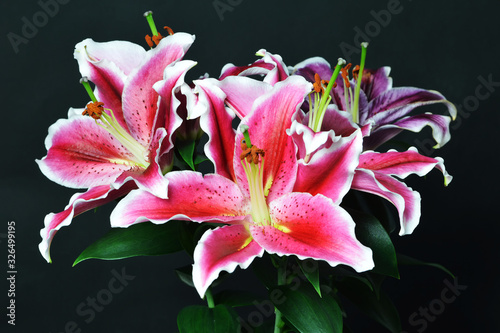 Mothers Day flowers. Lily flowers on dark background with copy space
