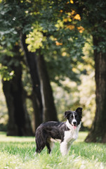 A beautiful black and white puppy stands on a green field and looks forward. Border collie breed.