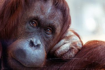 Orangutan, friedlich, ruhe, gelassen