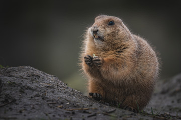 Prairie dog holding food
