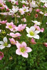 pink flowers in the garden