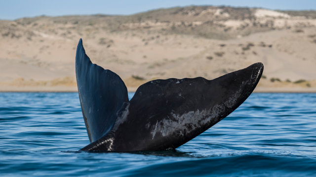 Balaenidae bilder Bläddra bland 1,218 stockfoton, vektorer och videor