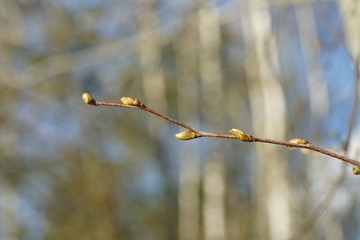 Spring buds on a branch on a blured tree background.
