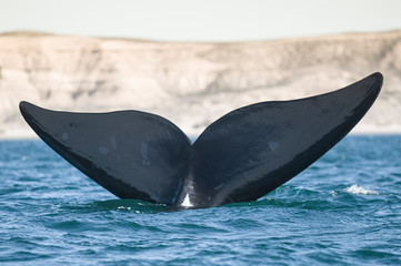 Fototapeta premium Southern Right Whale, Patagonia, Argentina
