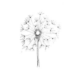 Dandelion - hand drawing illustration for print on fabric, textile, packing paper, wallpaper, stationery, logo, branding. Vector stock illustration isolated on white background. EPS 10