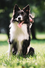 Two beautiful dogs of black and white color play on the green field. They sit and hug each other. One of them is a puppy. Border collie breed.