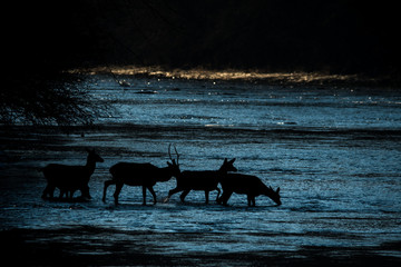 Red Deer silhouettes in the river. Bieszczady Mountains. Poland