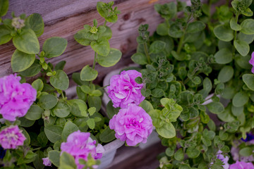 Obraz na płótnie Canvas petunia blossoming in the garden with violet, pink flowers.Colorful terry petunia grows on a balcony. Lush colorful buds of flowers with green leaves.Fluffy blossoming Petunia Bud pink