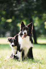 Two beautiful dogs of black and white color play on the green field. They sit and hug each other. One of them is a puppy. Border collie breed.