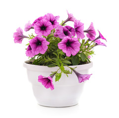Colorful petunia in the pot.