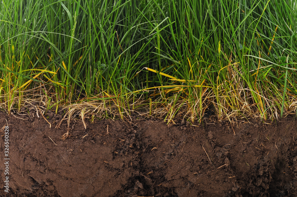 Sticker grass growing from a layer of earth.