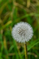 Dandelion flower. Close-up of a fluffy head of dandelion seeds on blurred green leaves background.