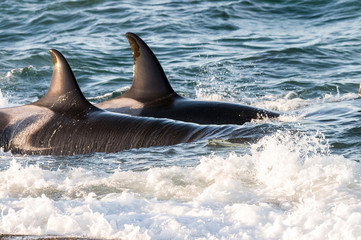 Fototapeta premium Killer whale hunting sea lions on the paragonian coast, Patagonia, Argentina