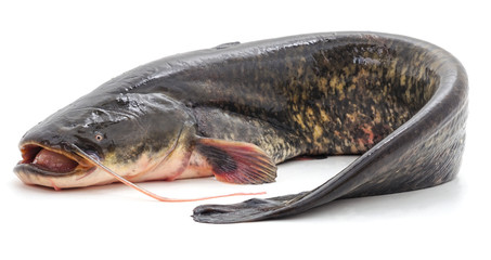 One wild catfish.