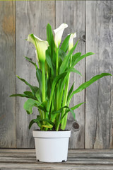 White calla lily in flower pot on wooden background