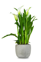 White calla lily in flower pot isolated on white background