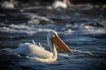Fototapeta na wymiar American White Pelican Facing The Morning sun