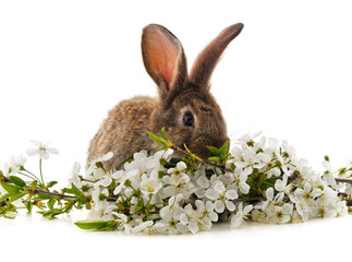 Bunny and cherry blossom.