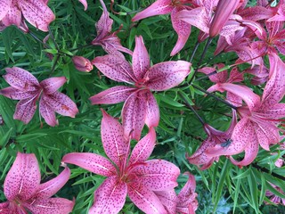 pink flowers in the garden