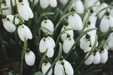 Obraz premium Amazing snowdrop flowers, close up. Natural background