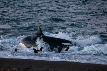 Killer whale hunting sea lions on the paragonian coast, Patagonia, Argentina