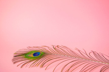 Beautiful feather from a peacock's tail on an isolated pastel light pink background.