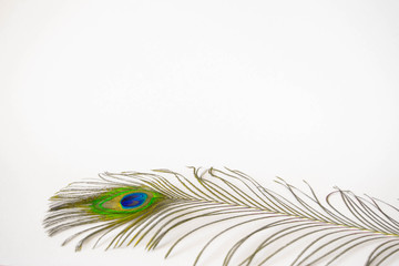 Fototapeta premium Beautiful feathers from a peacock's tail on an isolated white background.