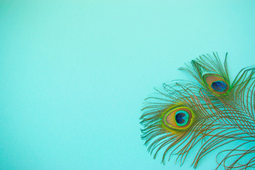 Beautiful feathers from a peacock's tail on an isolated light blue background.