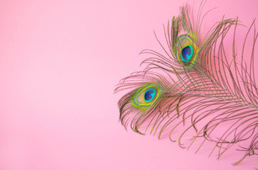 Beautiful feathers from a peacock's tail on an isolated pastel light pink background.