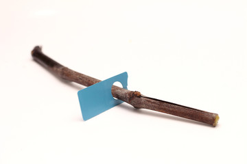 Lying vine with a label on isolated on a white background. Spring preparations for vineyard expansion. Sprouting vines in the water tank. The process of rooting vines