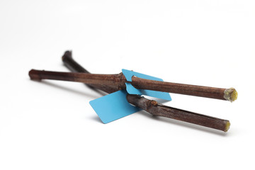 Lying vine with a label on isolated on a white background. Spring preparations for vineyard expansion. Sprouting vines in the water tank. The process of rooting vines