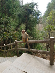 Fototapeta na wymiar the pensive and languid look of a monkey sitting on a railing