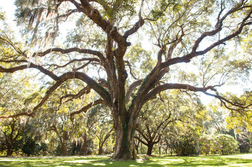 Fototapeta na wymiar Large Live Oak Tree