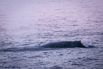 Obraz premium Humpback whale diving,Megaptera novaeangliae,Antártica.