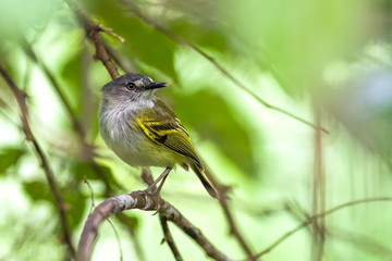 Small bird resting on a branch