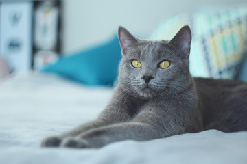 Gray cat relaxing on bed.Russian blue cat at cozy home interior. Pet care, friend of human.