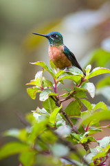 Hummingbird female resting on a small bush