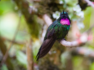Pink-necked hummingbird on a branch