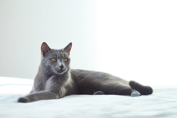 Fototapeta na wymiar Gray cat relaxing on bed.Russian blue cat laying on bad on light background. Pet care, friend of human.