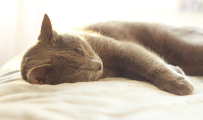 Gray cat sleeping on bed.Russian blue cat relaxing on light background. Pet care, friend of human.