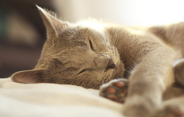 Close up of gray cat sleeping on bed.Russian blue cat relaxing on light background. Pet care, friend of human.