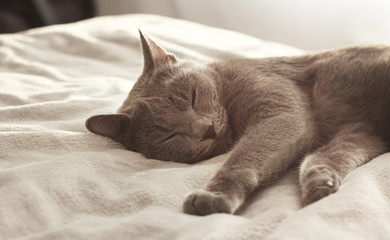 Gray cat sleeping on bed.Russian blue cat relaxing on light background. Pet care, friend of human.