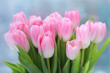 Pink tulips on light blured background.Easter,spring flower concept,copy space.Mothers or Womans day.