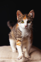 Small kitten walks on a pillow.
